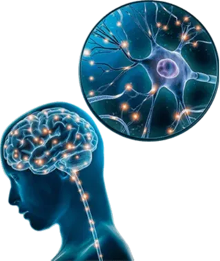 The Brain Song 